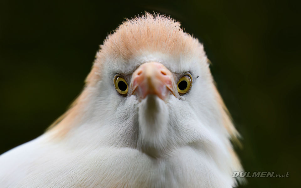 Cattle egret (male, Bubulcus ibis)